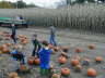 Searching for the best pumpkin
