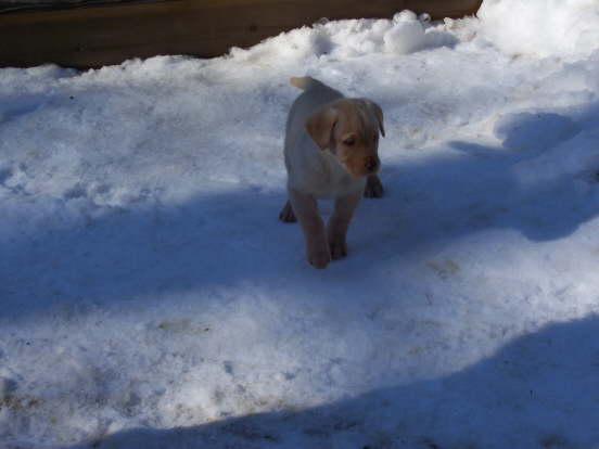 Sparky in the snow
