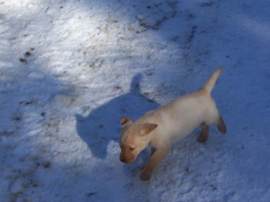 Sparky running with floppy little ears